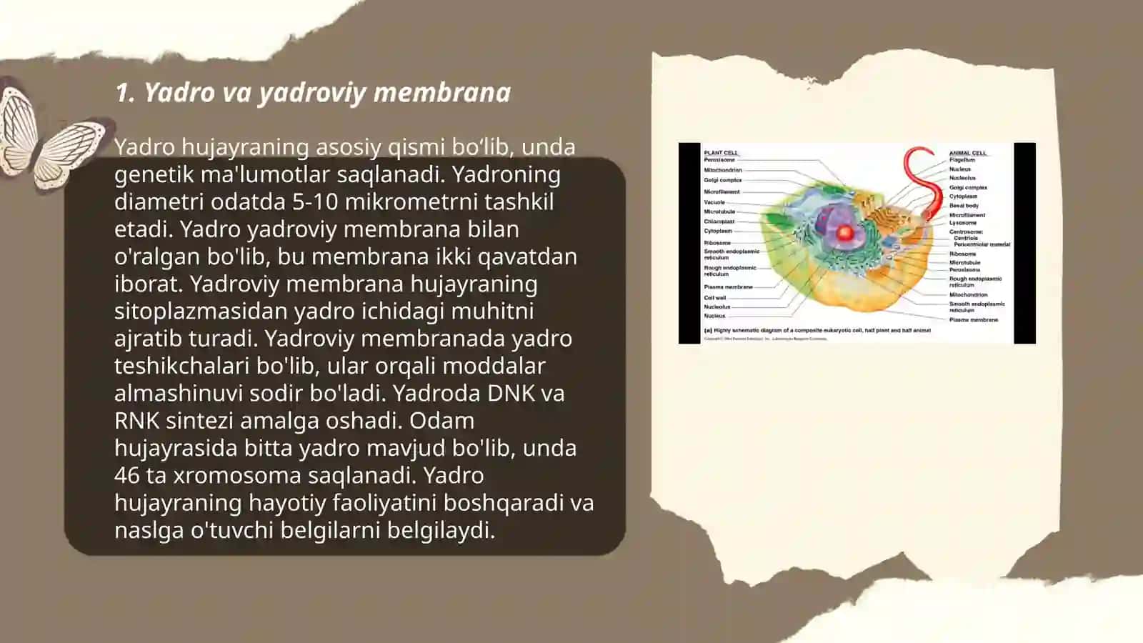 Eukariot hujayralarning ultrastrukturaviy tuzulishi 3