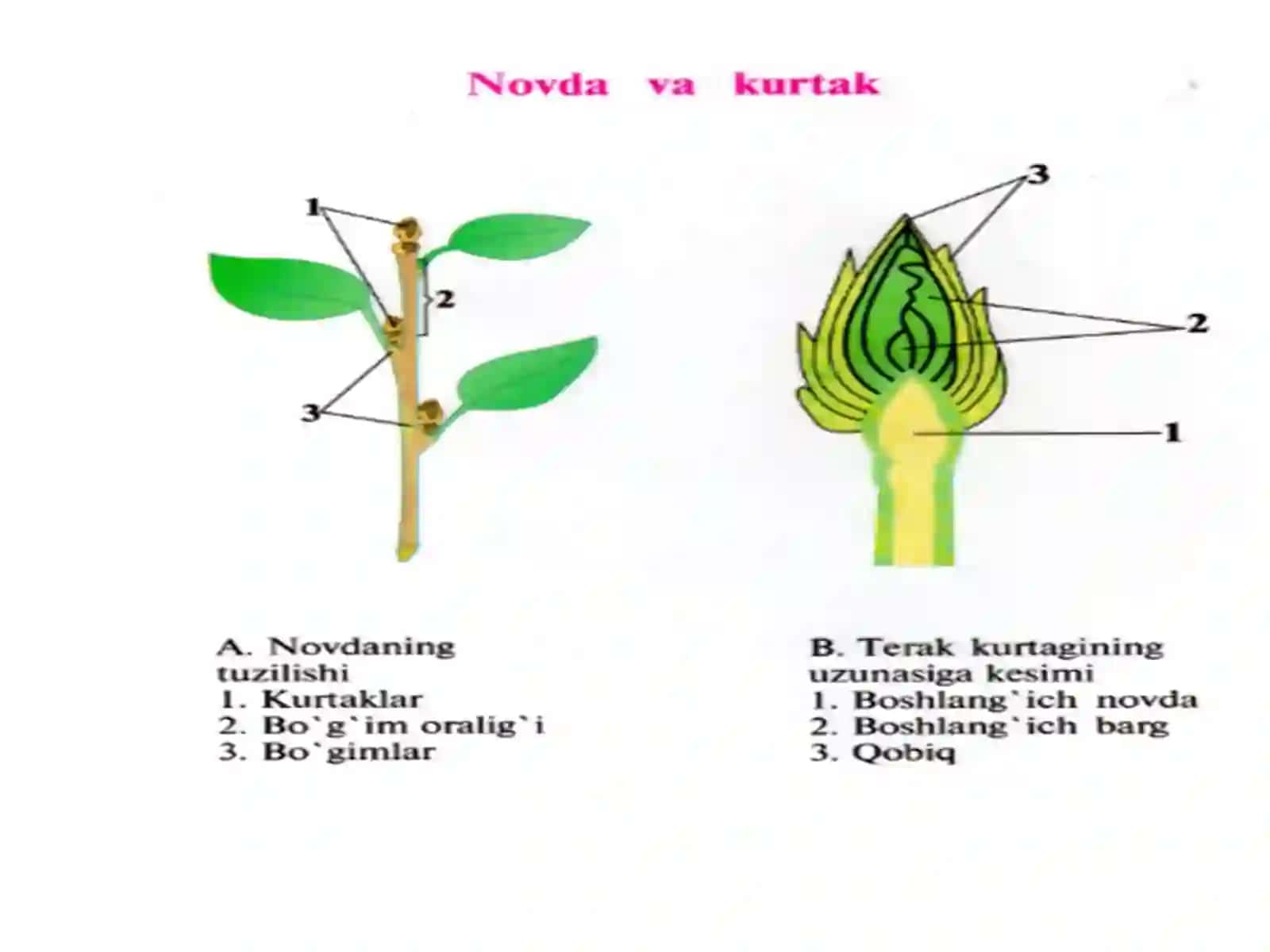 O'simliklarda bargning tuzulishi 3