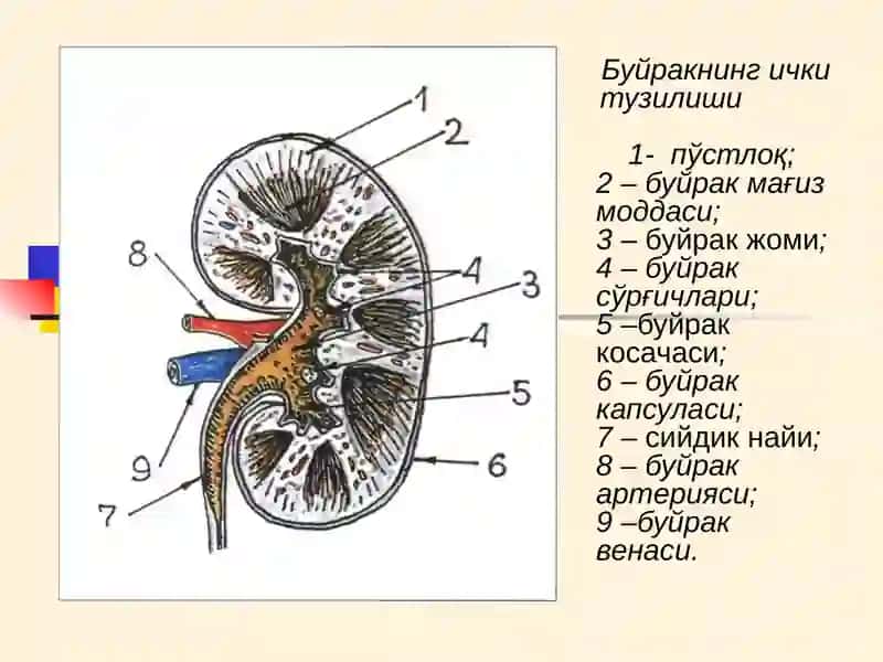 tibbiyot buyrak 3