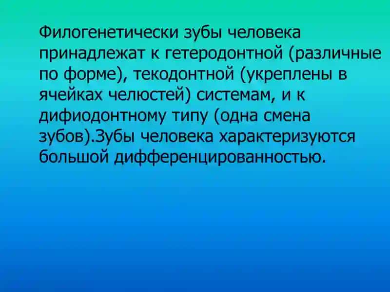 Особенности анатомического строения зубов 3