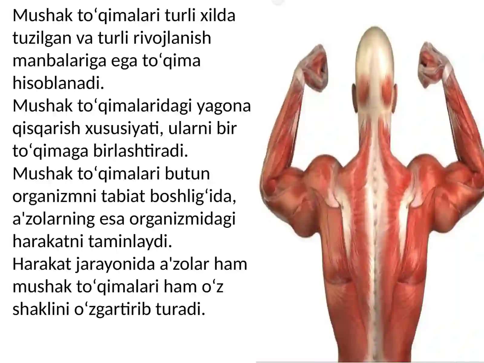 Mushaktoʻqimasining ta'rifi 3