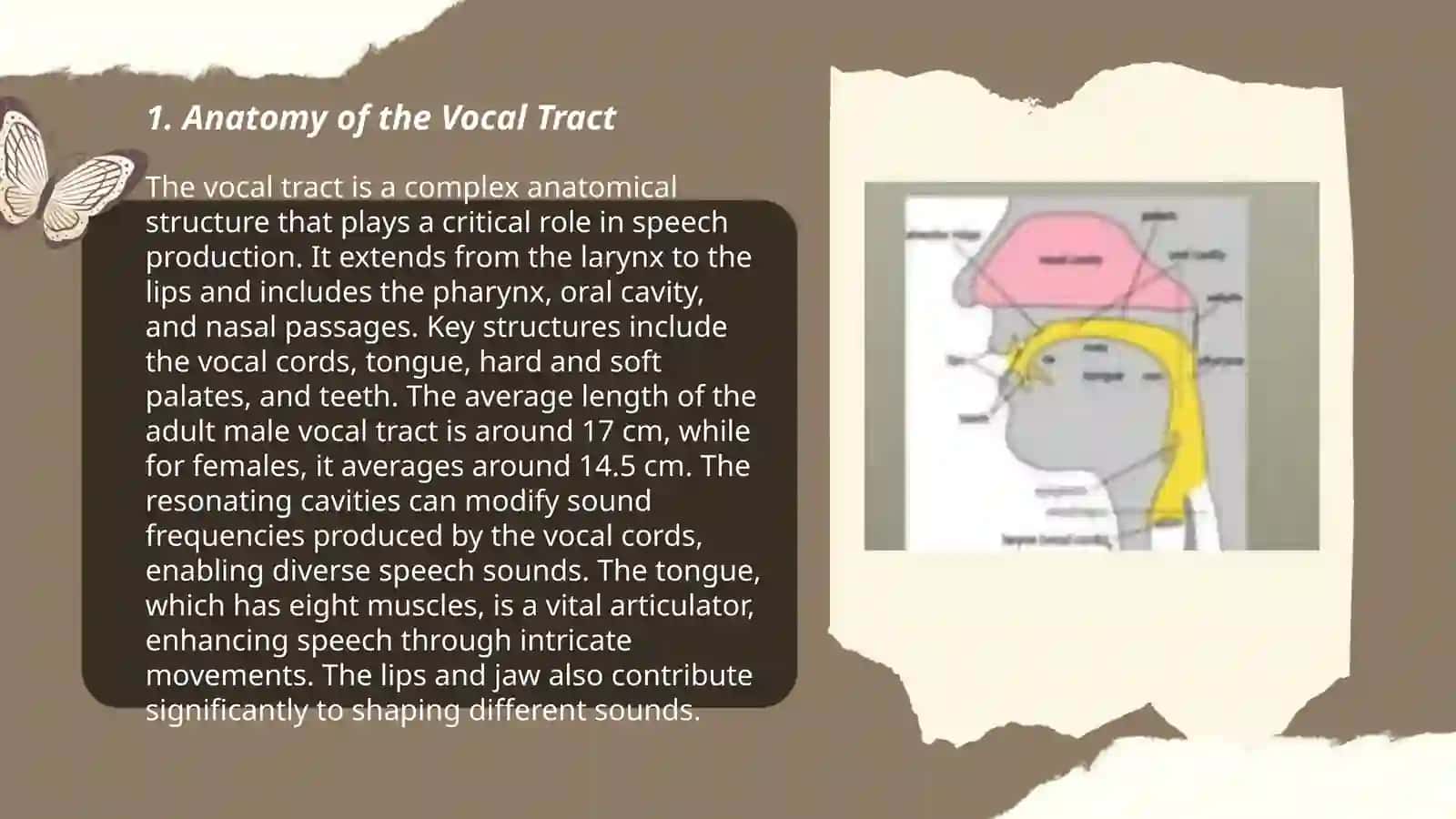 The Articulatory Aspects of Speech Sounds 3