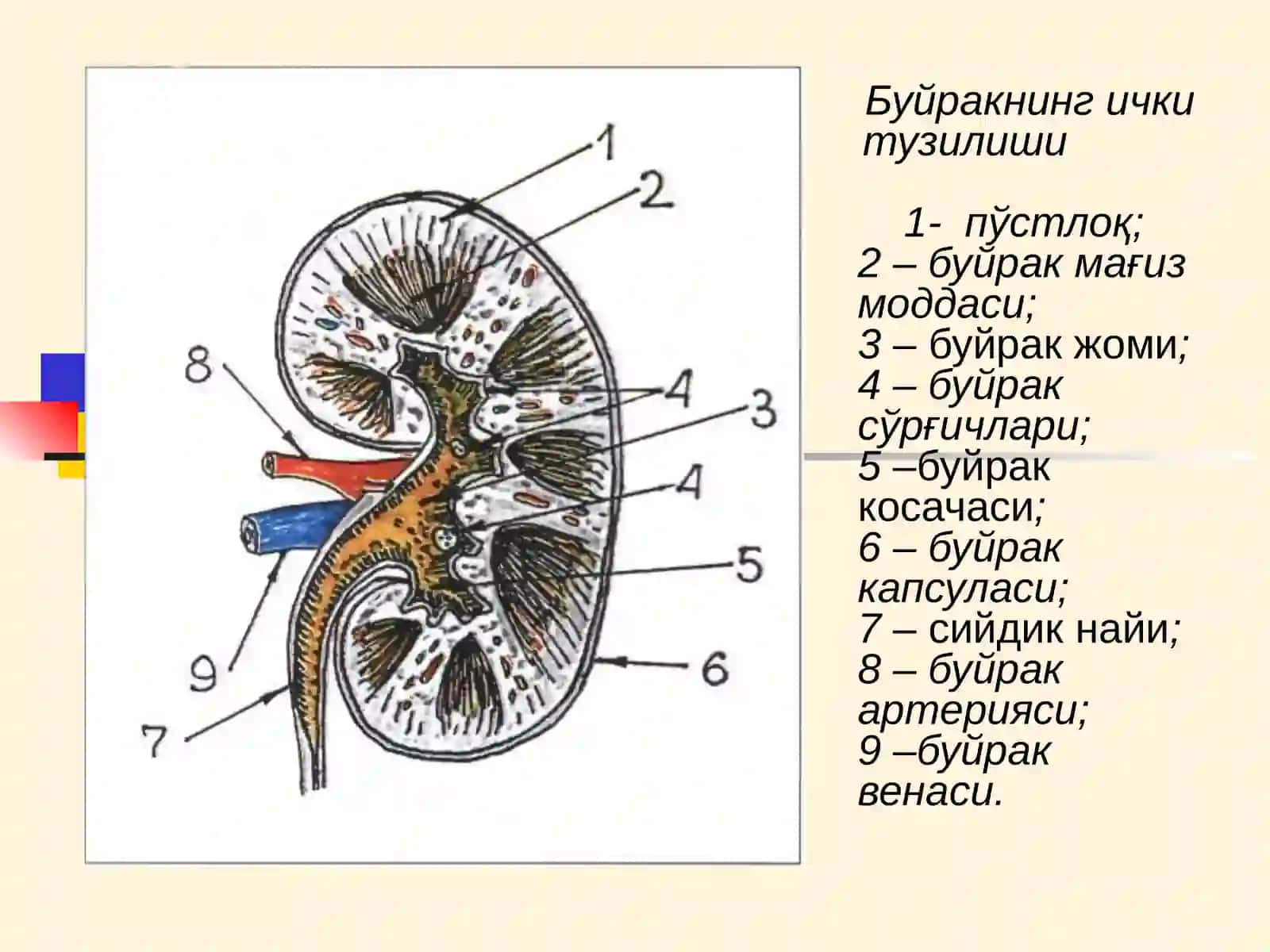 Буюрак касалликлари билан касалланган беморларни текшириш 3