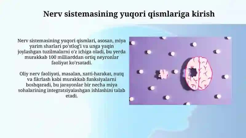 Nervtizimi oliy bo’limlarining vazifalari 3