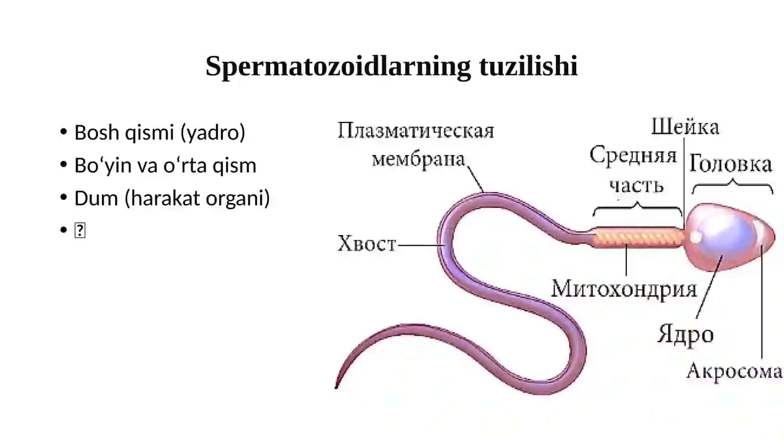 Hayvonlar jinsiy hujayralarining biologiyasi va gametogenez jarayoni 3