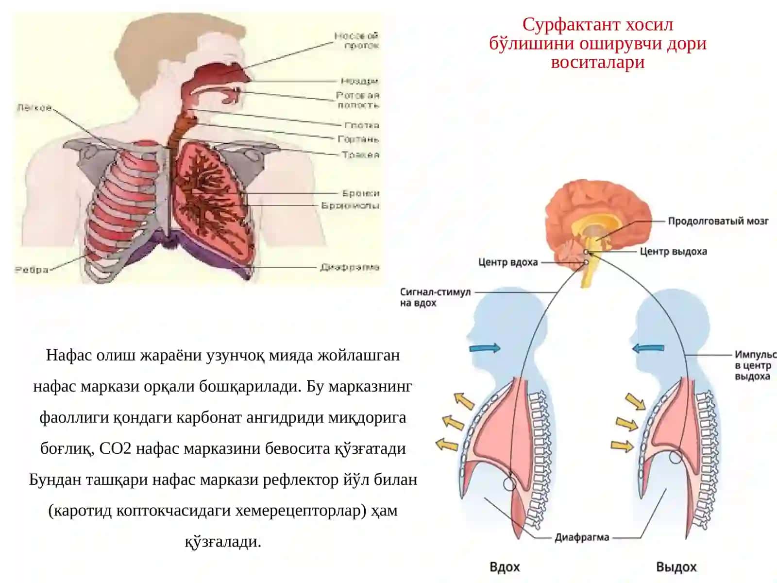 Нафас тизими фаолиятига таъсир этувчи дори воситалари 3