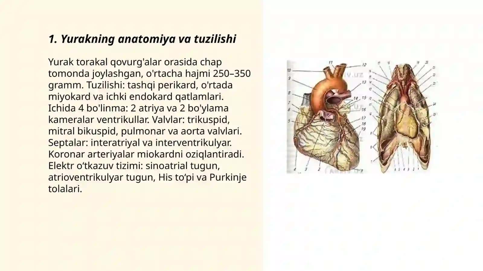 Yurak haqida 3