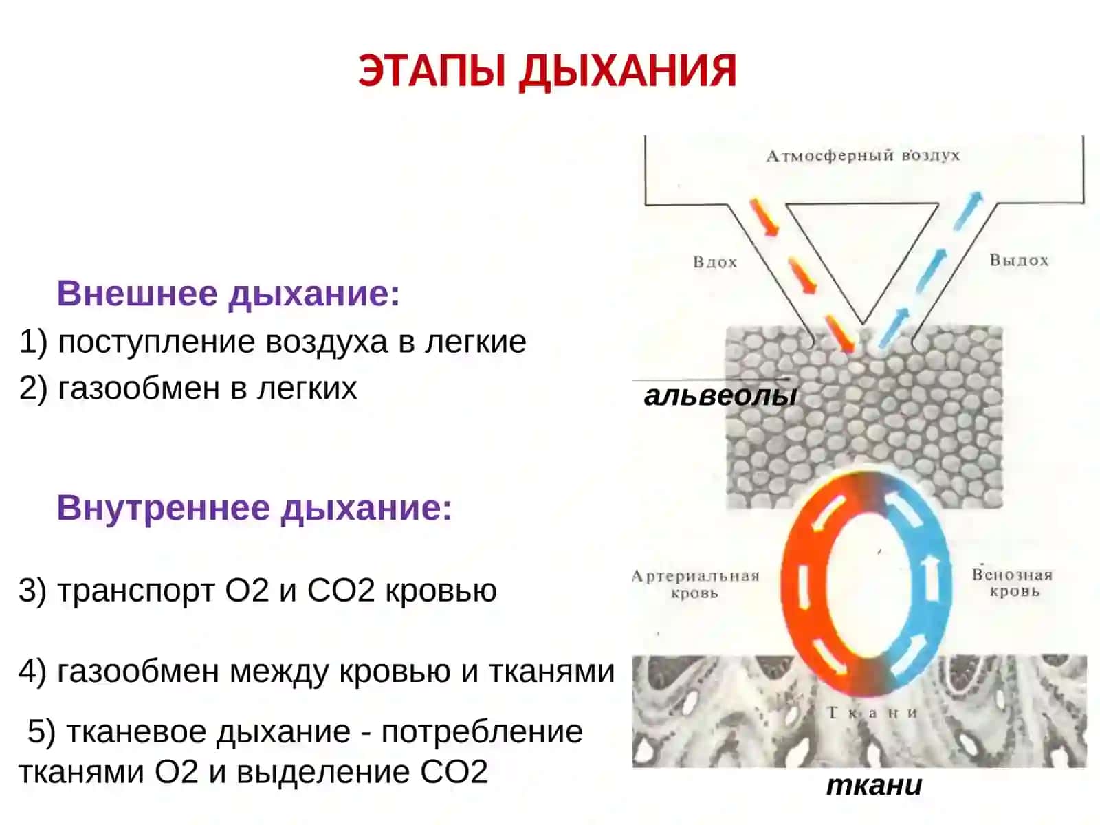 Функциональная диагностика дыхательной системы 3