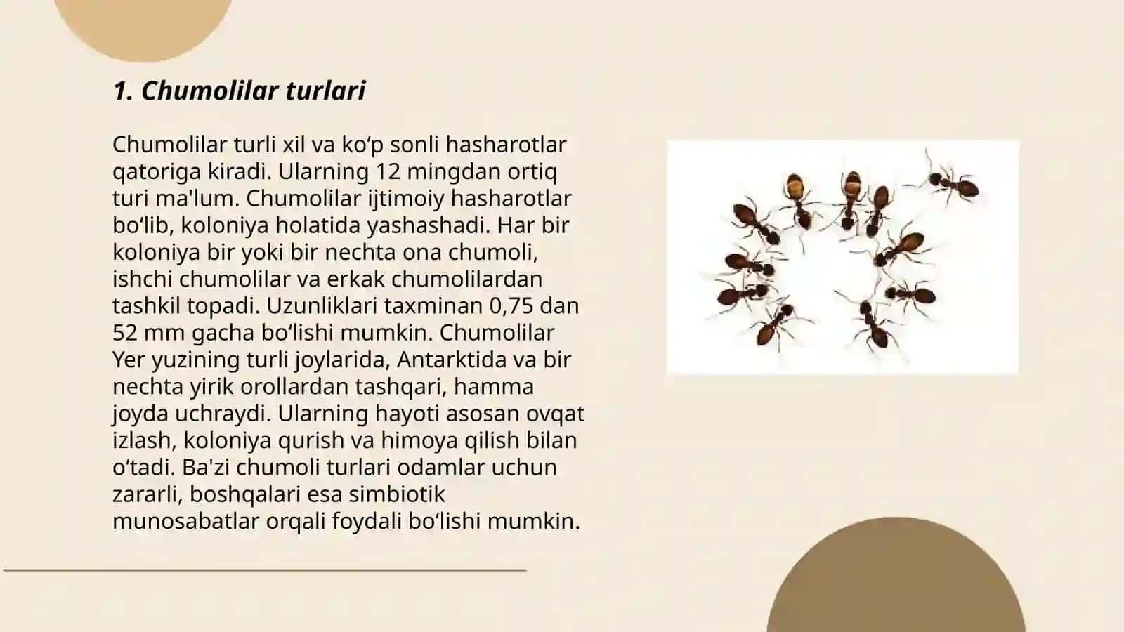 Chumolilar Haqida To'liq Malumot 3