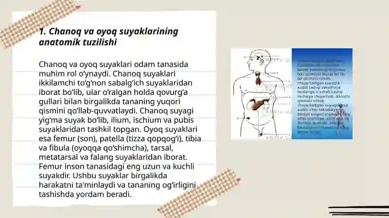Chanoq va oyoq suyaklari 3