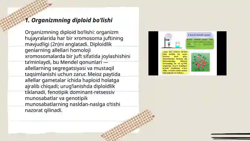 Organizmning diploid bo‘lishi 3