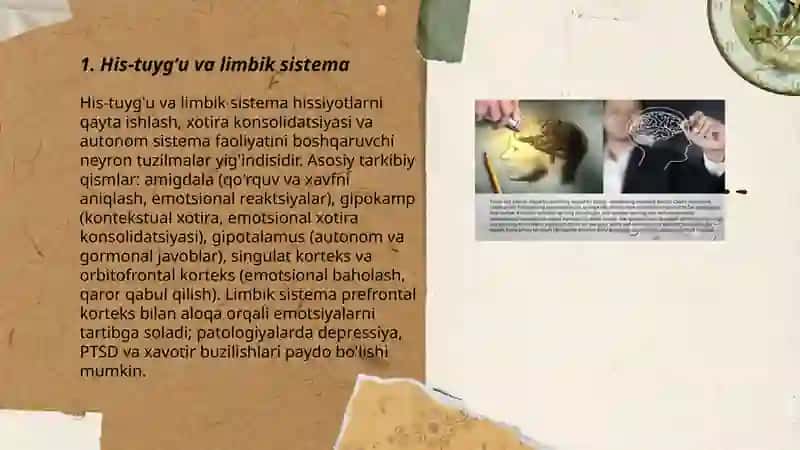 Psixik jarayonlar va miyaning oʻzaro aloqadorligi 3