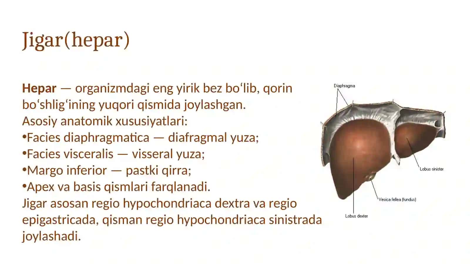 Jigar, me'da osti bezi: qurilish, topografiyasi, yoshga qarab o'zgarishi 3