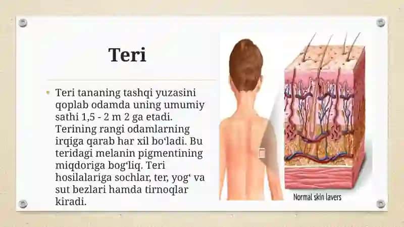 Teri va uning hosilalari 3