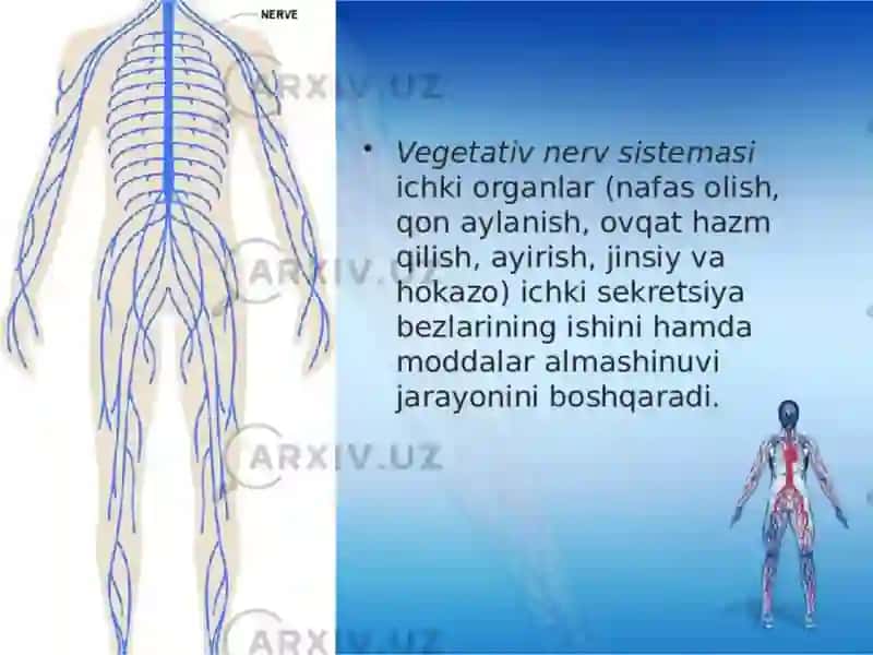 VEGETATIV ASAB TIZIMINING FIZIOLOGIYASI 3