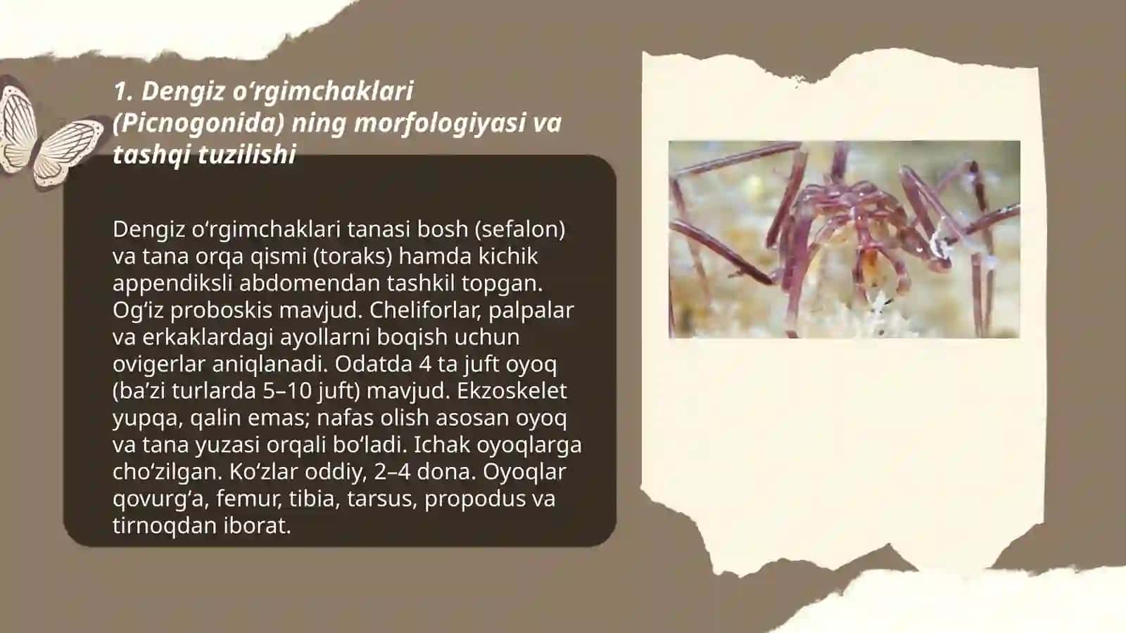 Dengiz oʻrgimchaklari (Picnogonida) ning morfologiyasi va tashqi tuzilishi 3