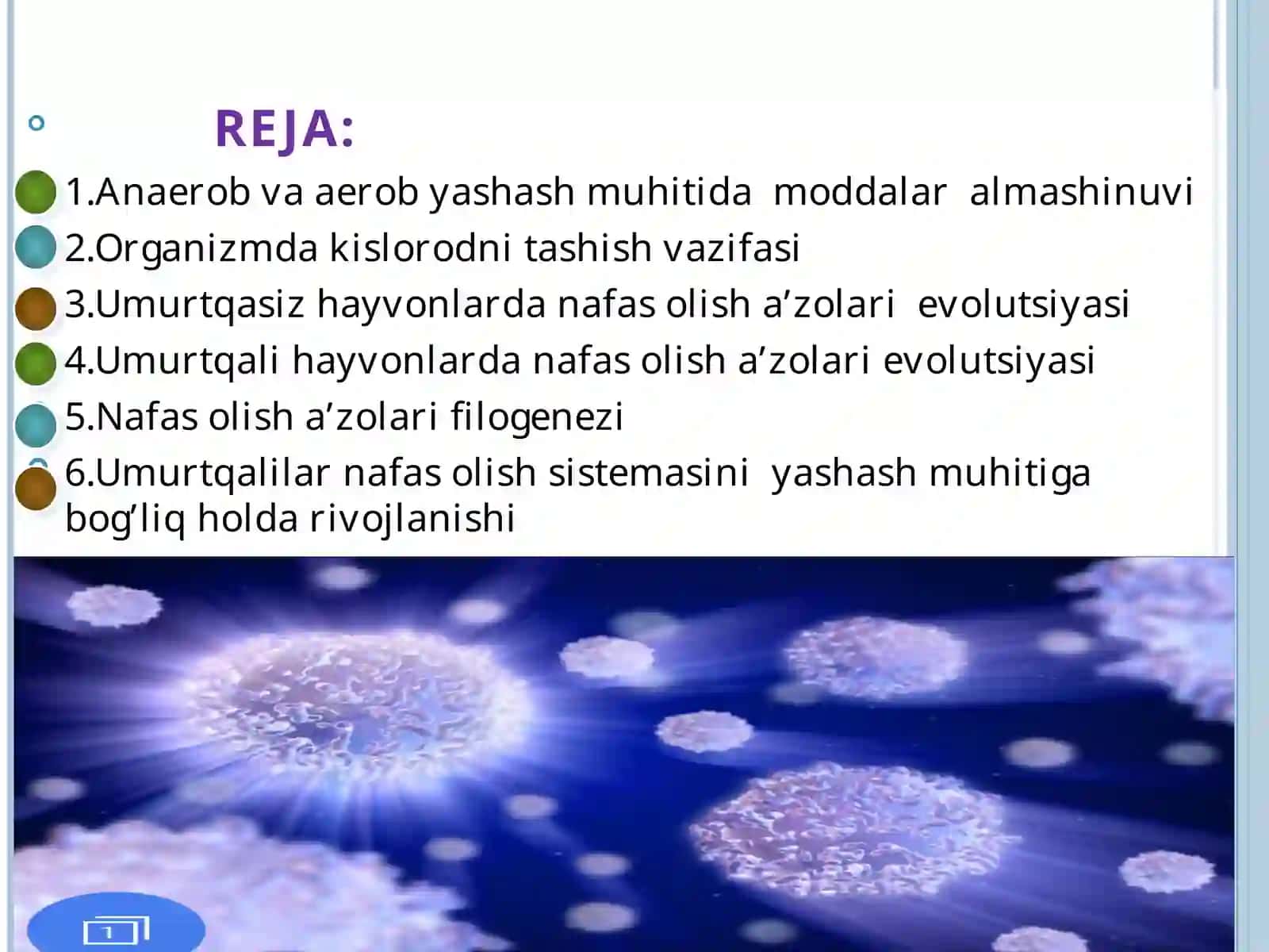 HAYVONLARNING NAFAS OLISH ORGANLARI EVOLUTSIYASI 3