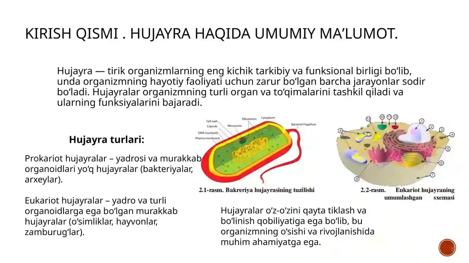 Hujayraning umumiy va maxsus organoidlari 3