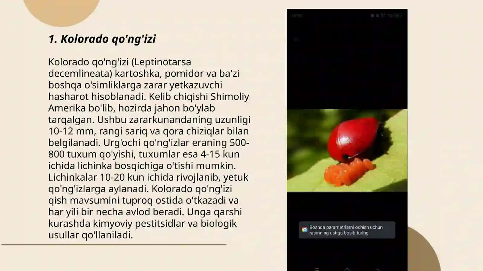 Sabzavot ekinlariga zarar keltiradigan hasharotlar 3