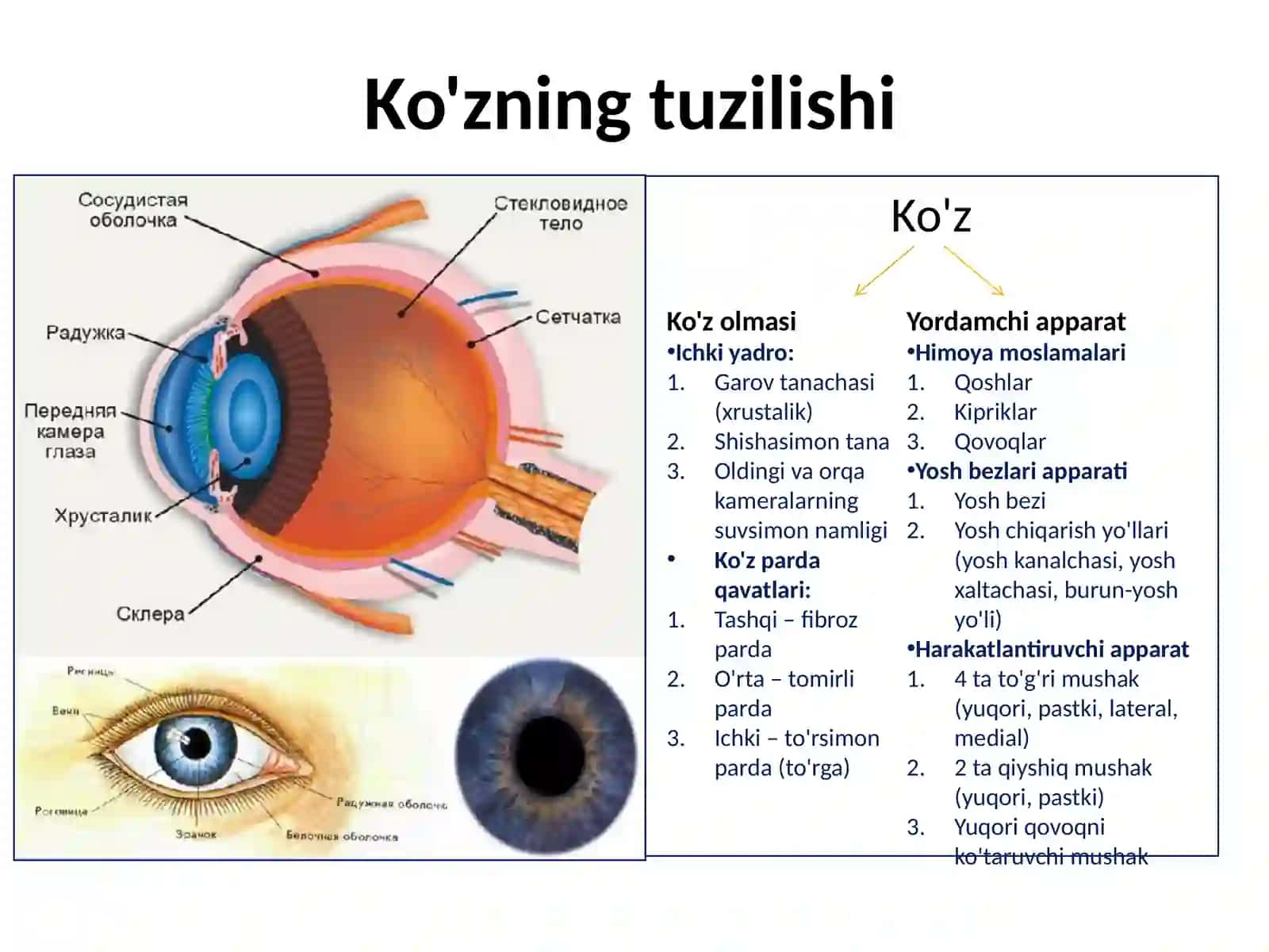 Ko'rish analizatori tuzilishi 3