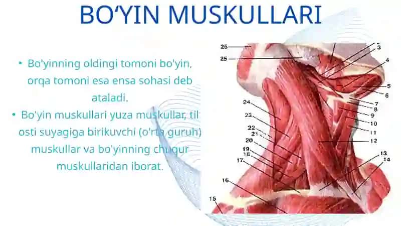 Boʻyin muskullari 3