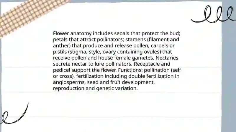 Flovers and plan 3