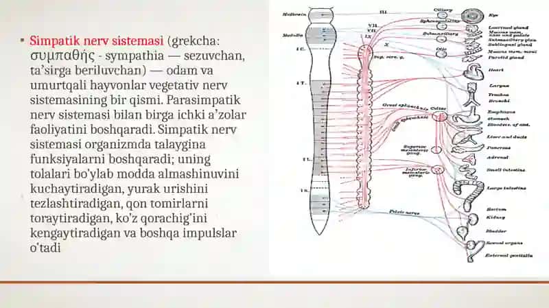Simpatik nerv tizimi yoshgadoiroʼzgarishlari 3