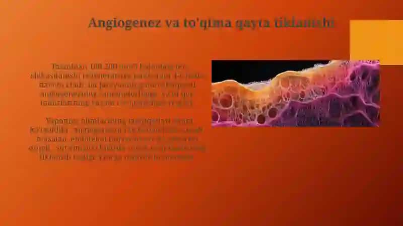 To'qimalarning fiziologik va reparativ regeneratsiyasi 3
