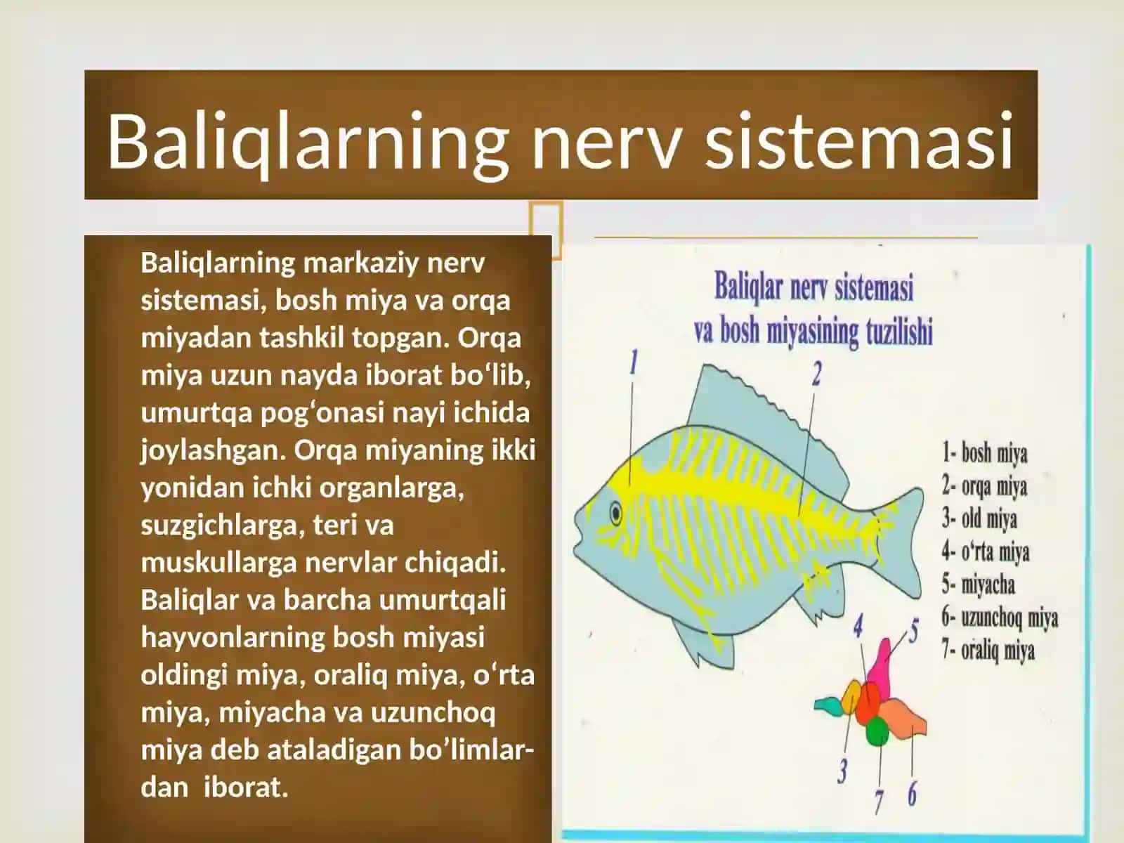 Baliqlarning nerv sistemasi va sezgi organalari 3