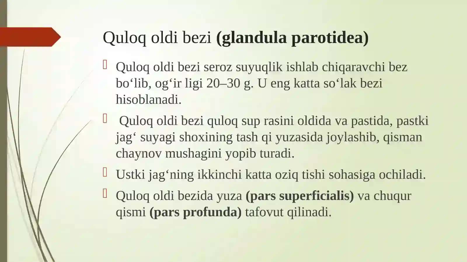 So’lak bezlari.Halqum va qizilo’ngachning tuzulishi va vazifasi 3