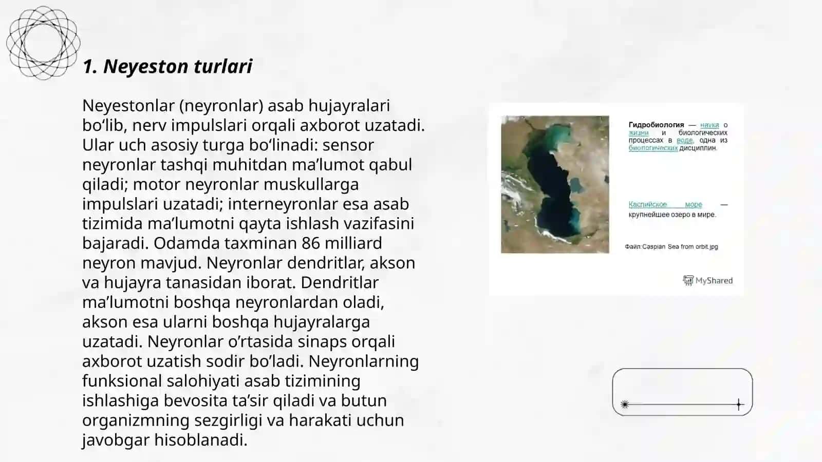 Gidrobiologiya Neyston va pleyston 3