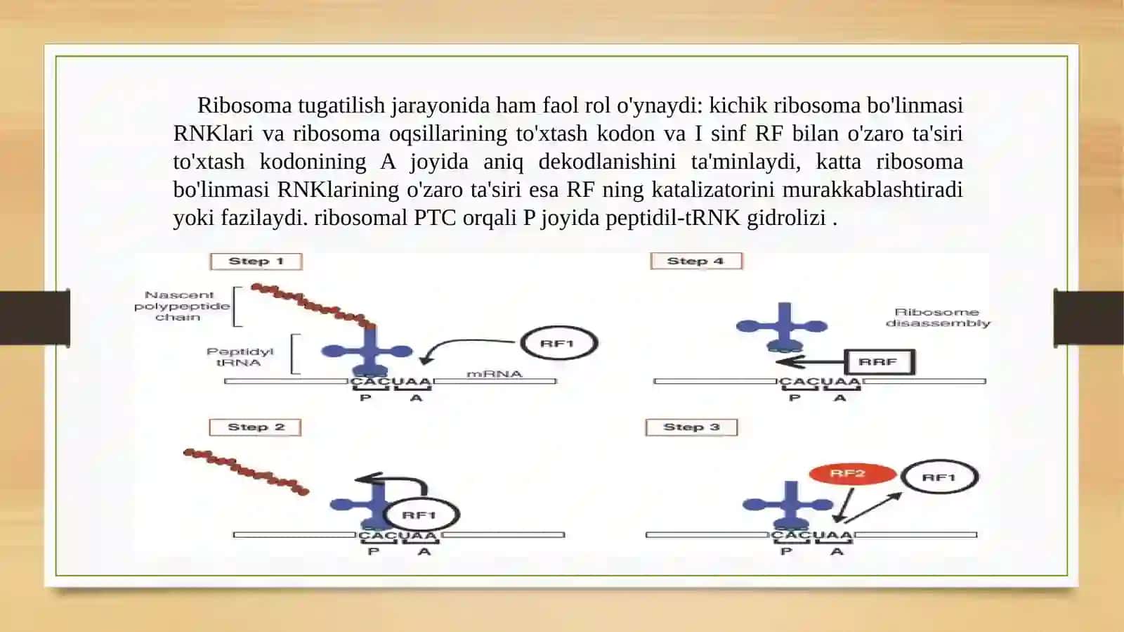 OQSIL BIOSINTEZINING TERMINATSIYA BOSQICHI 3