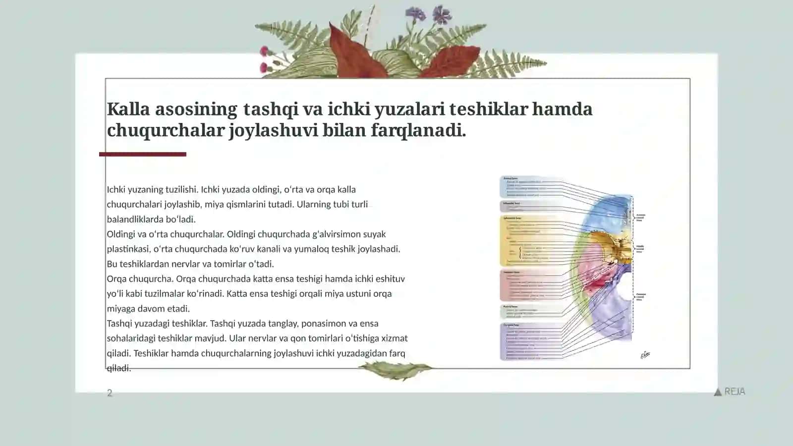Kalla asoslari, miya pardalari va pardalararo bo'shliqlar 3