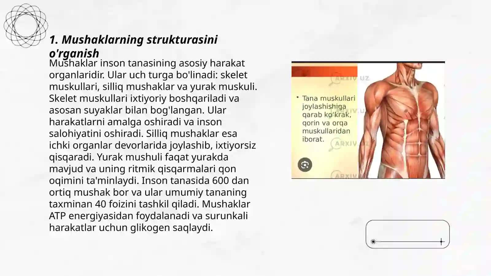 Muskul fiziologiyasi 3