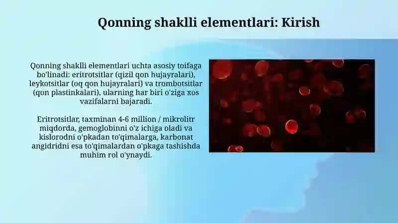 Qonning shakli elementlari 3