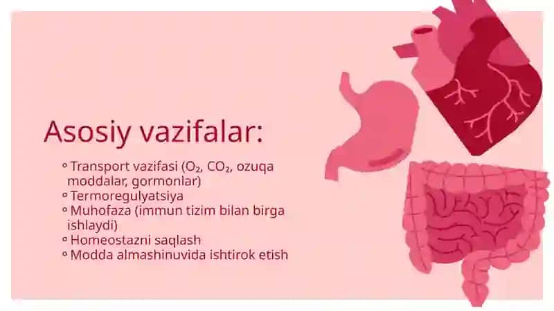 Qon aylanish tizimi 3