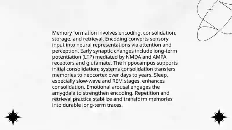 Memory Formation Processes 3