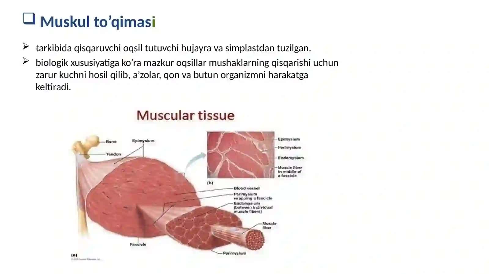 Mushakto‘qimasigistologiyasi 3