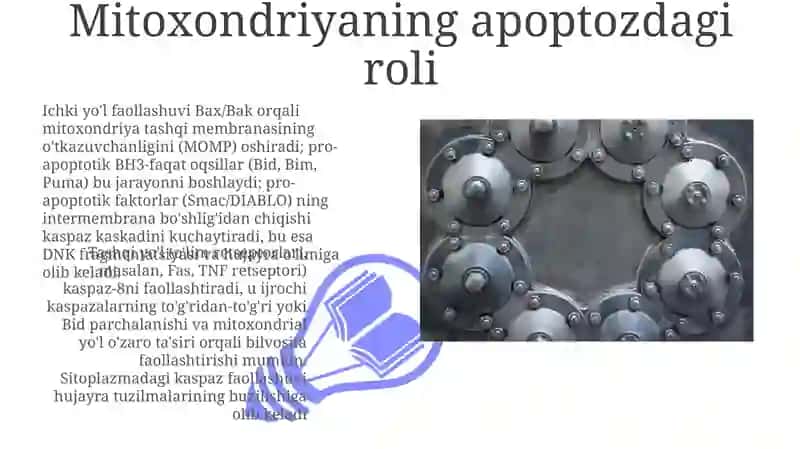 Apoptozmexanizmlari 3