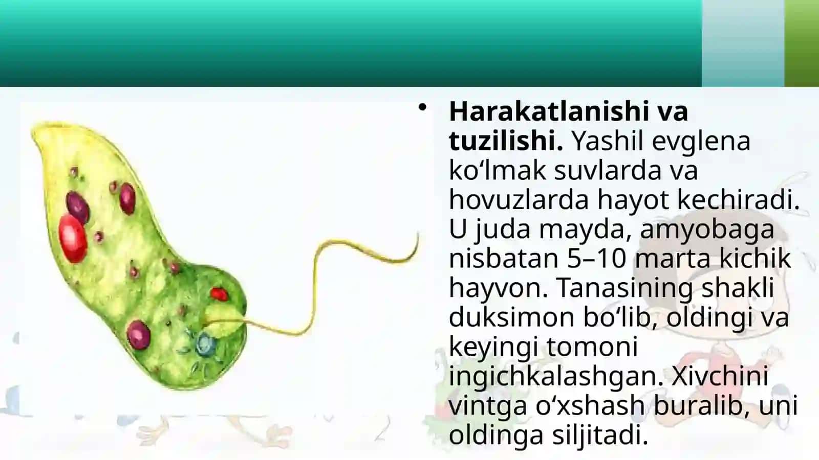 7-sinf Zoologiya 'Xivchinlilar sinfi' ko'rgazma 3
