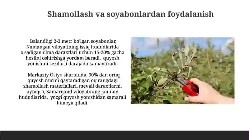 Mevali daraxtlarning kuyish kasalligi va unga qarshi kurash choralari 3