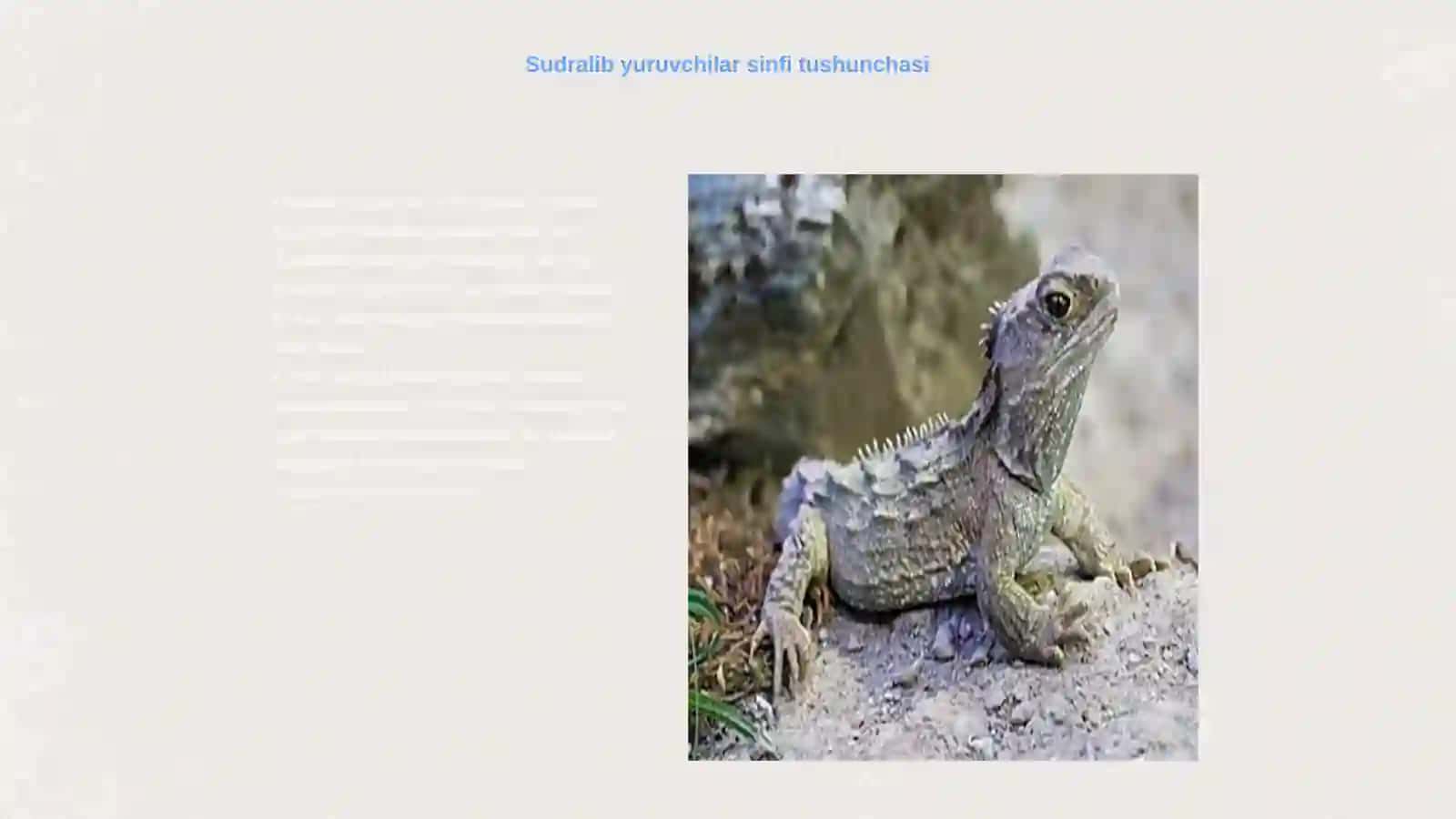Sudralib yuruvchilar (Reptilia) sinfi sistematikasi 3