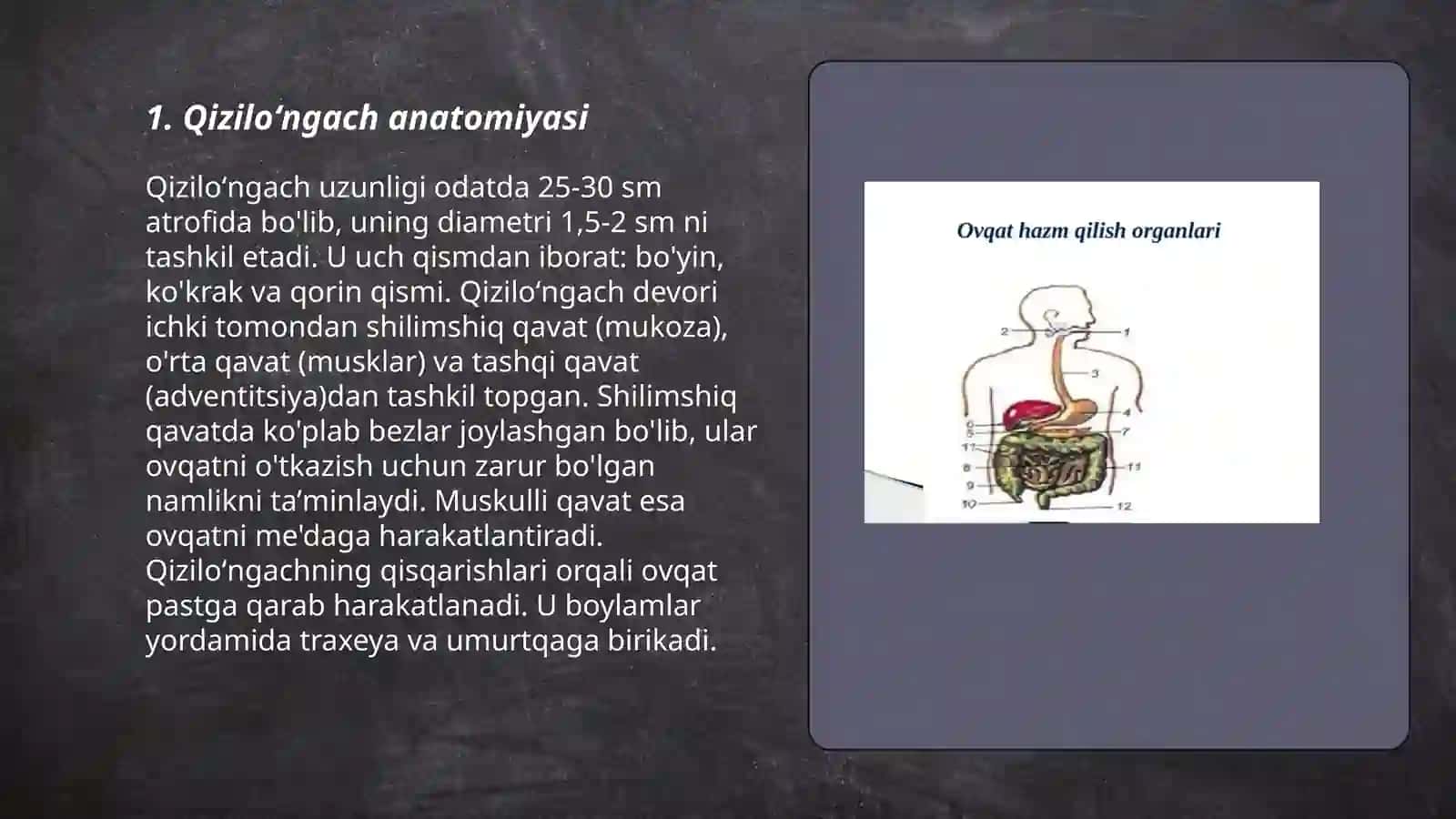 Qiziloʻngach Anatomiyasi 3