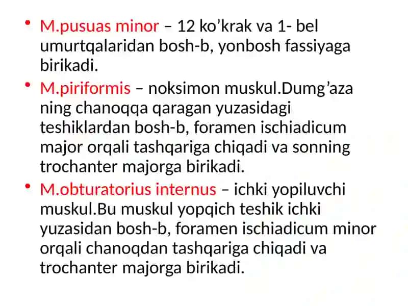 BOLDIR VA OYOQ MUSKULLARI 3