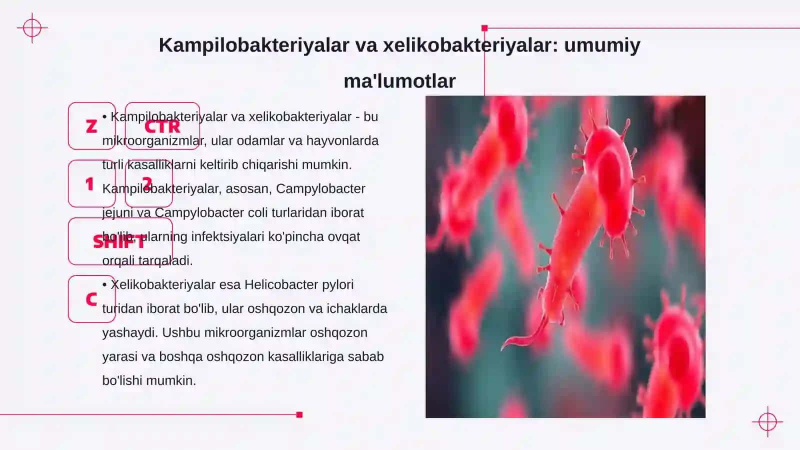 Kampilobakteriyalar va xelikobakteriyalar: umumiy ma'lumotlar 3