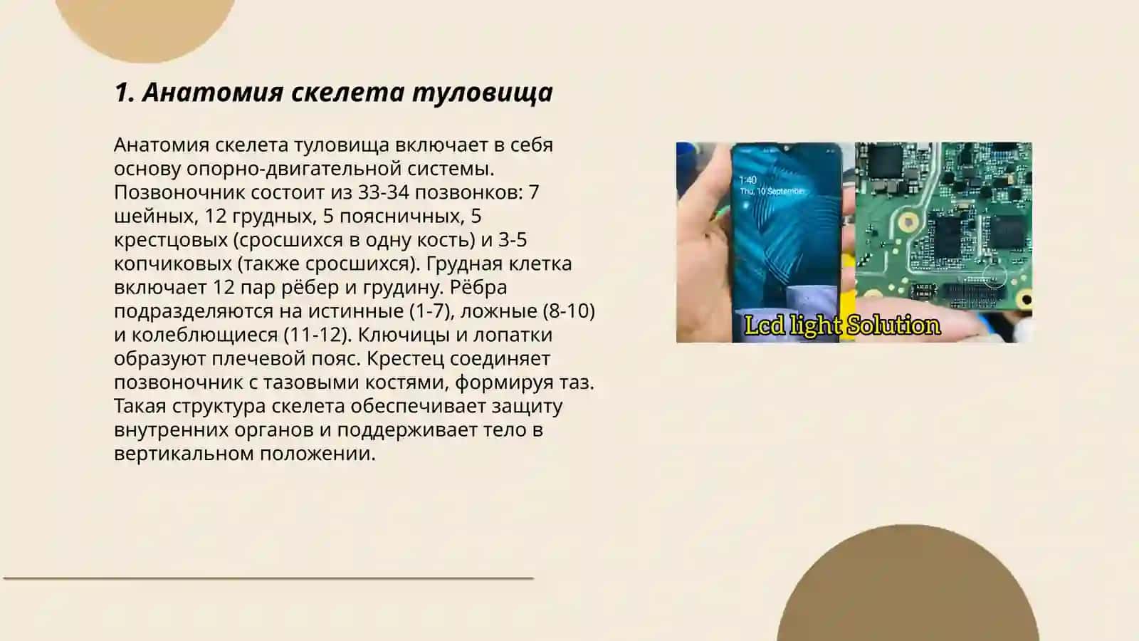 Анатомия скелета туловища 3