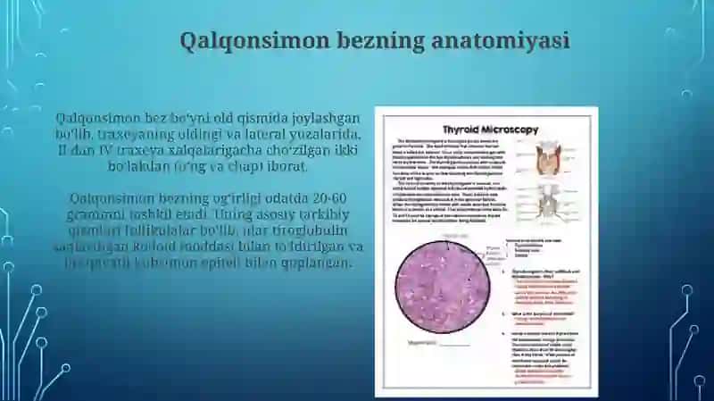 Qalqon oldi bez fiziologiyasi 3