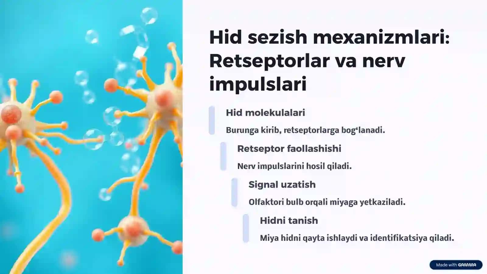 Hid va ta'm bilish analizatori fiziologiyasi 3