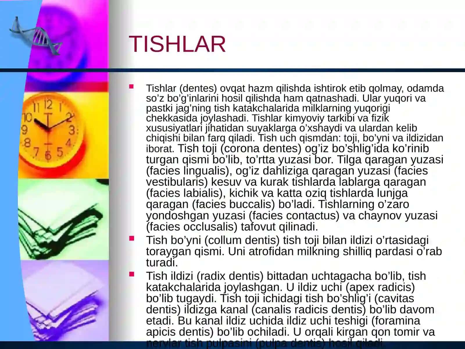Ovqat hazm qilish.pptx 3