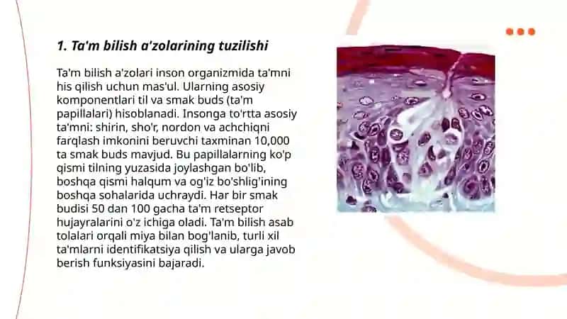Ta'm bilish a'zosi gistalogiyasi 3